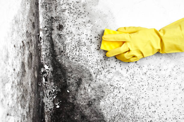 Best Preventive Mold Services in Frazier Park, CA