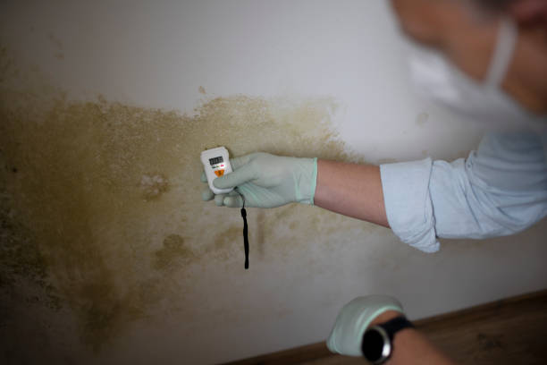 Best Mold Testing and Inspection Services in Frazier Park, CA