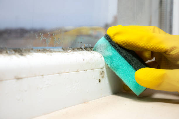Best Industrial Mold Remediation in Frazier Park, CA